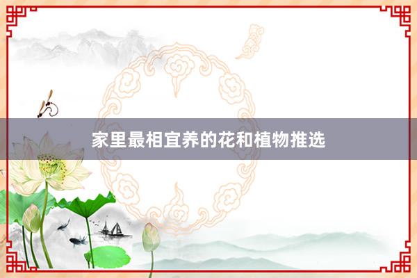家里最相宜养的花和植物推选